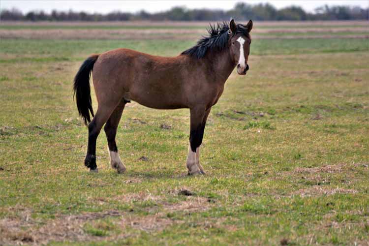 mustangs